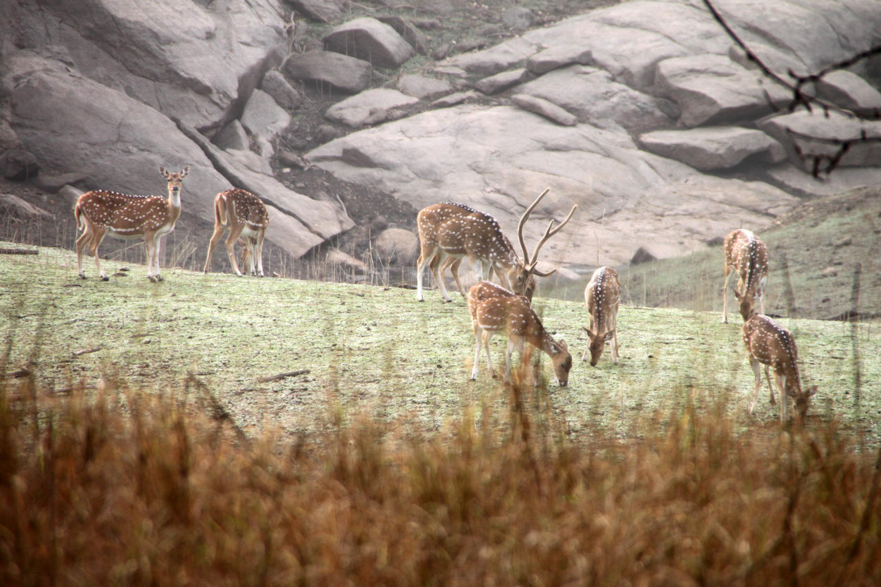 Pench Jungle Camp Hotel Khawasa Luaran gambar