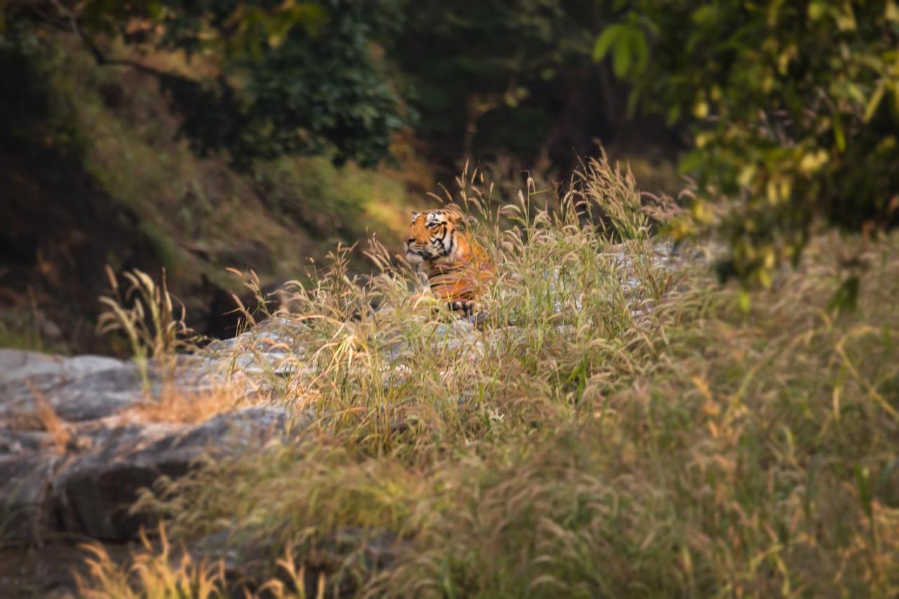 Pench Jungle Camp Hotel Khawasa Luaran gambar
